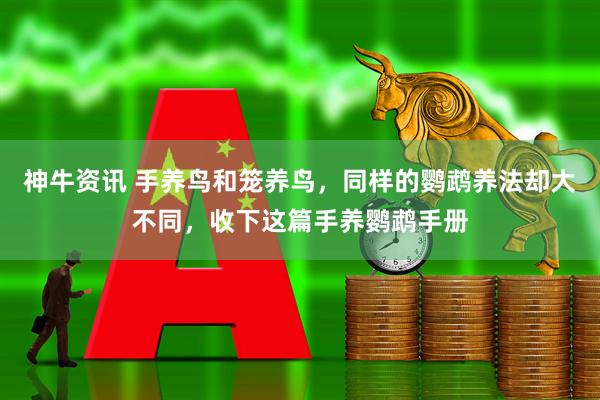 神牛资讯 手养鸟和笼养鸟，同样的鹦鹉养法却大不同，收下这篇手养鹦鹉手册